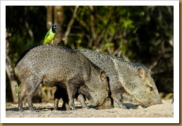 Green Jay on Back of Collared Peccary