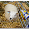 Sheep 002.jpg