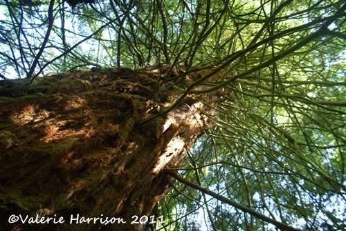 [10-giant-redwood%255B2%255D.jpg]