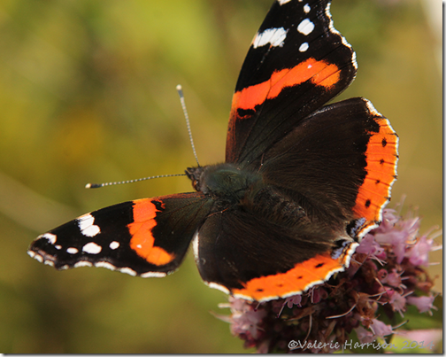 Red-Admiral-2