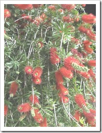 Florida vacation 3.12 red bottle brush plant