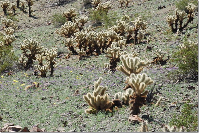 03-07-13 B Quinn Pass Quartzsite 025