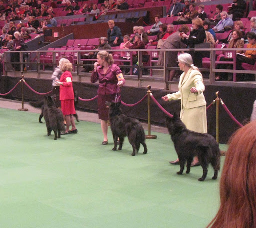 Belgian Sheepdogs in the ring