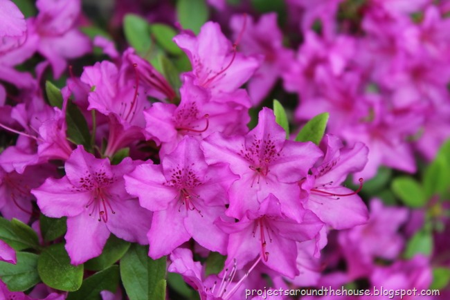 [azalea%255B3%255D.jpg]