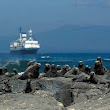 Marine Iguanas & M/V Santa Cruz, Fernandina Island