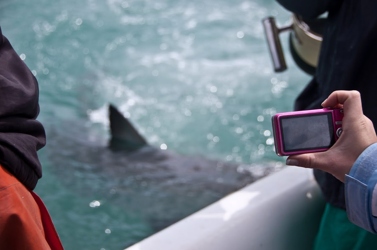 Taking pictures of shark