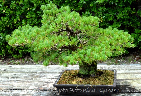 Glória Ishizaka -   Kyoto Botanical Garden 2012 - 56