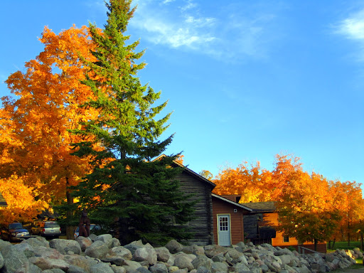 Maples glowing Saturday evening