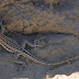 Lizard_0004_vegas_springs_preserve