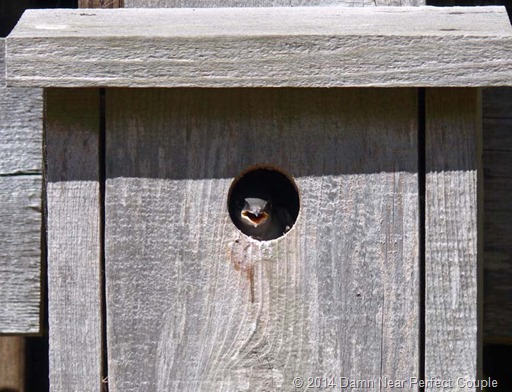 Tree Swallow Chick