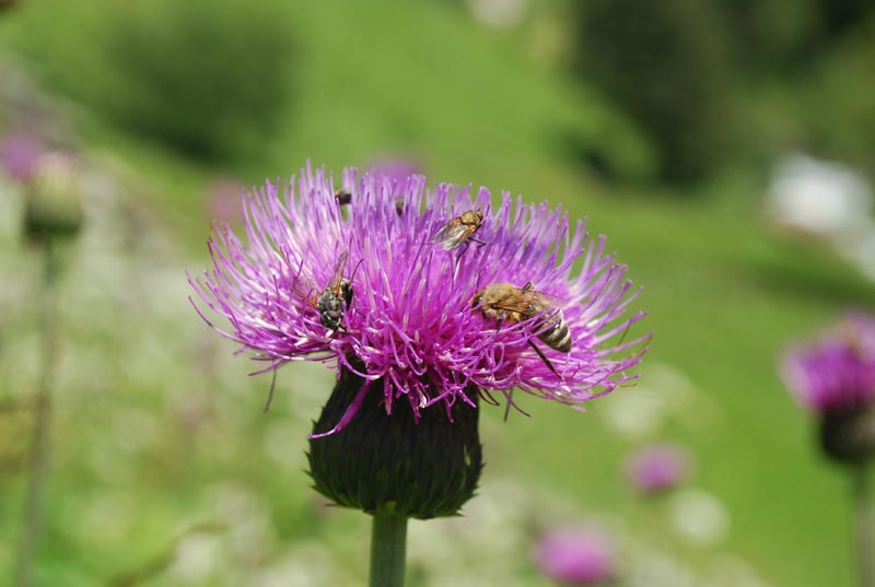 Valle_A._flora_02.jpg Valle A flora 02