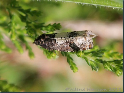 35-bird-dropping-moth
