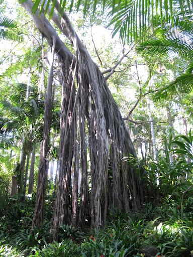 This flower structure from a King Palm tree feels like something out of Jurassic Park or Avatar.