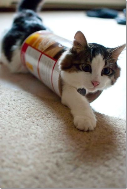 funny-animals-haha-24
