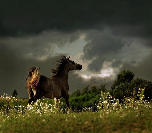 Arabian Wojtek Kwiatkowski Horse Photography