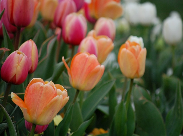[tulips202.jpg]