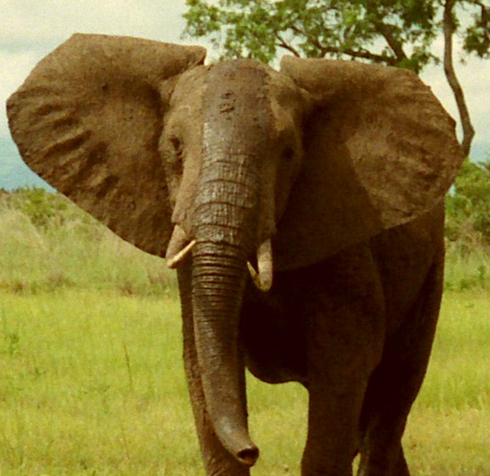 [Africaelefantes5.jpg]