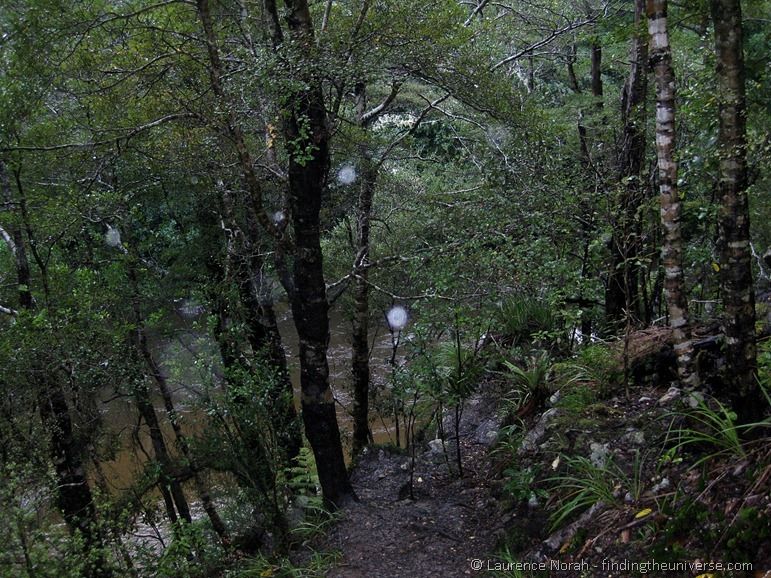 The Rivendell Forest The Rivendell Forest
