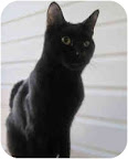William is a super cutie. He is 8 months old and loves humans and other cats. He and friend Lincoln (last photo) dream of a forever home either together or apart..(Info to adopt him is at MarthaStewart.com/Pet-Adoption.)