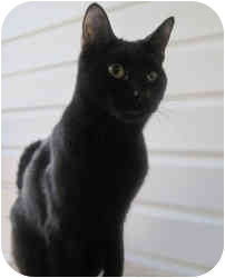William is a super cutie. He is 8 months old and loves humans and other cats. He and friend Lincoln (last photo) dream of a forever home either together or apart..(Info to adopt him is at MarthaStewart.com/Pet-Adoption.) William is a super cutie. He is 8 months old and loves humans and other cats. He and friend Lincoln (last photo) dream of a forever home either together or apart..(Info to adopt him is at MarthaStewart.com/Pet-Adoption.)