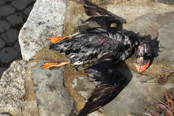 This file photo provided by Mark Faherty shows a dead puffin found on a Cape Cod beach in Truro, Mass., in January 2013. Other puffins were also found dead or weak along the shore of the Cape last winter. Scientists say the seabirds have been dying of starvation and losing body weight, possibly because of shifting fish populations due to warming ocean temperatures. Photo: Mark Faherty / Associated Press