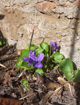 057 Viola odorata, luktviol, Daniel Grankvist