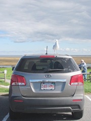11.2011 fox hill seagull on my car 2