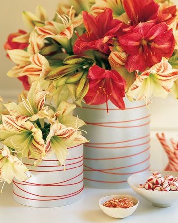Red-and-white amaryllis recall classic candy-cane stripes and thus inspired this container. Cylindrical glass vases are wrapped in pearlescent paper or vellum and finished with red ribbon. Red-and-white amaryllis recall classic candy-cane stripes and thus inspired this container. Cylindrical glass vases are wrapped in pearlescent paper or vellum and finished with red ribbon.