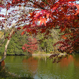 薬師池公園の紅葉