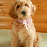 Lovely Danish, female Labradoodle.
