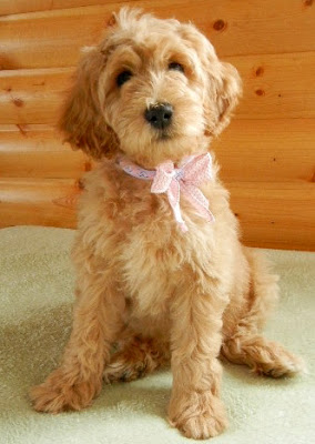 Lovely Danish, female Labradoodle.
