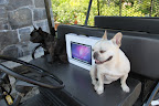 And, seeing that we are tech savvy Frenchies, it's only fitting that we help him set it up.
