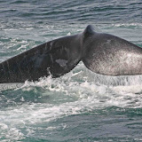 Northern right whale