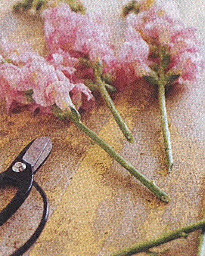 Cut stems at a forty-five-degree angle. This keeps stems from sitting flat in the vase and creates a large surface area, so that as much water as possible will be absorbed. Use sharp clippers or shears for woody stems, and sharp scissors or knives for other flowers. (The Best of Martha Stewart Living -- Arranging Flowers)