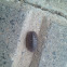Cochinilla de humedad (Woodlouse)
