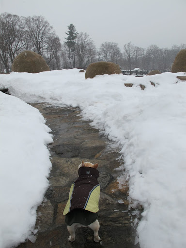 Lucky that the snow hasn't stuck to this path yet.  However, at the rate this snow is falling, that will change soon.