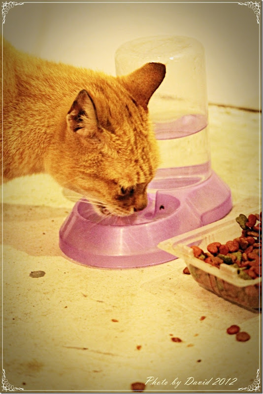 cat117