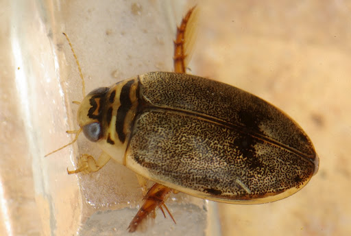 Dytiscidae image