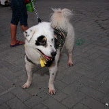 Pet Express Doggie Run 2012 Philippines. Jpg (12).JPG