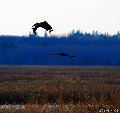 2. eagle n crow-kab