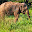 ELEFANT SRI LANKA