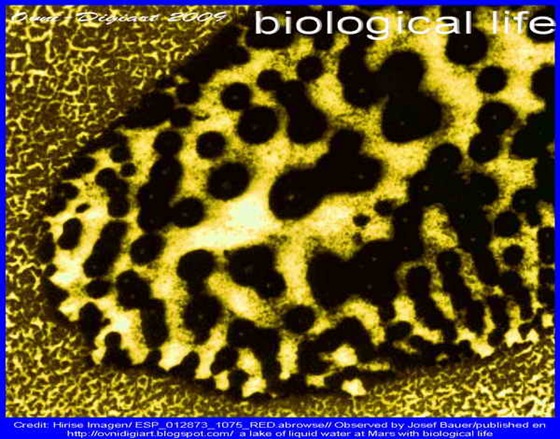 bio life in lake_2 bio life in lake_2
