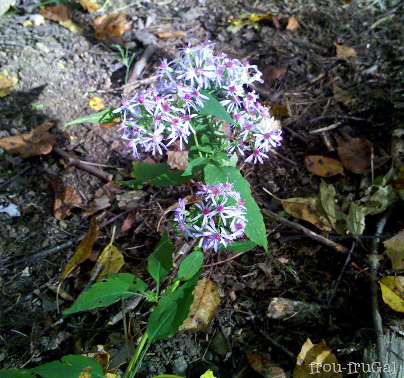 [IMG_20111008_154733-1%255B2%255D.jpg]