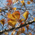 DSC_4461.JPG