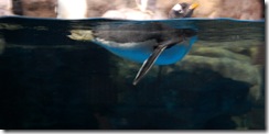 aquarium26