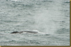 Whale Watch  _ROT3861   NIKON D3S June 02, 2011