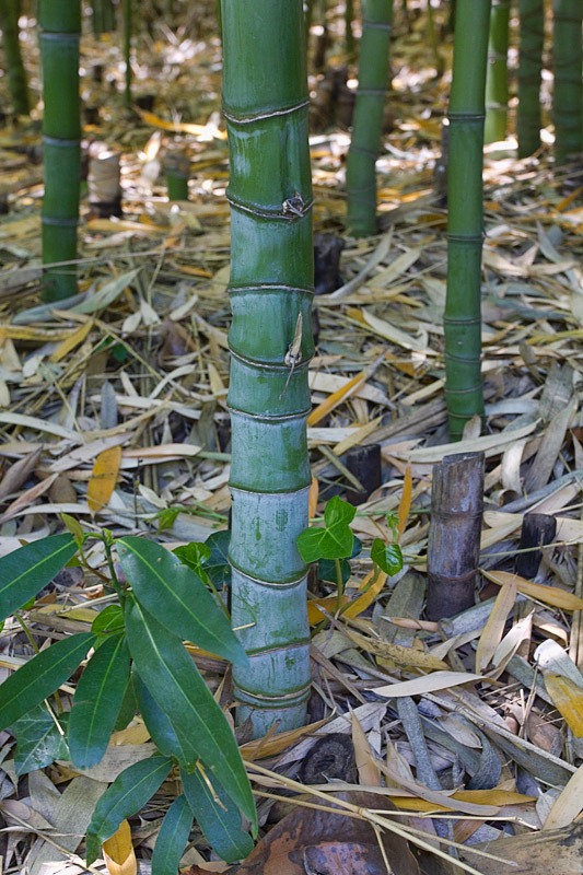 [120427_Hakone_Phyllostachys_aurea_03%255B3%255D.jpg]