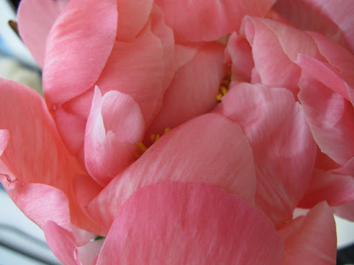 Peonies are one of my favorite flowers.