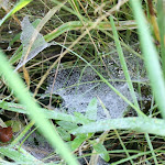 IMG_1705.JPG