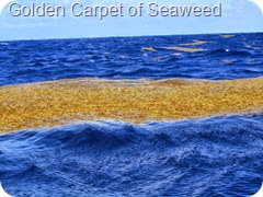 056 Golden Carpet of Seaweed